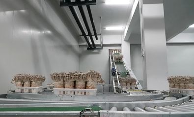 “菇”足干勁促振興 道真六年深耕，技術推廣服務孕育5.5億產值奇跡